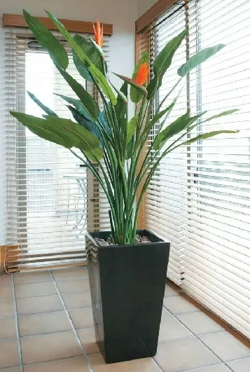室内高档观叶观花植物 - 同类设备推荐